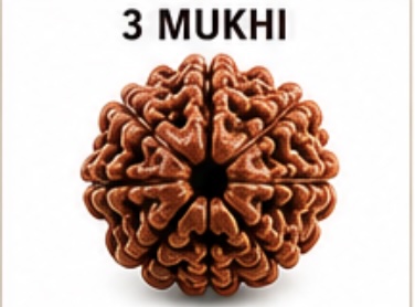 3 Mukhi (Teen Mukhi) Rudraksh