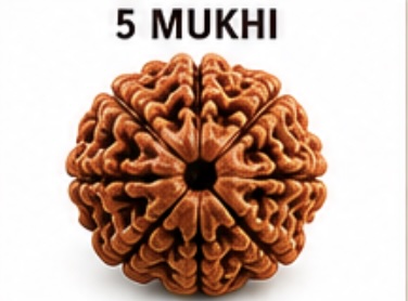 5 Mukhi (Panch Mukhi) Rudraksh