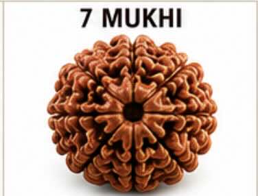 7 Mukhi (Saat Mukhi) Rudraksh